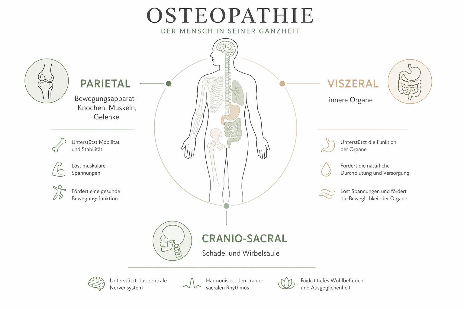 Infografik der drei Bereiche der Osteopathie: parietal, visceral und craniosacral